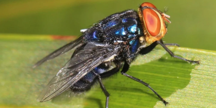 Mosca carnívora assusta cientistas dos EUA e infestação pode começar