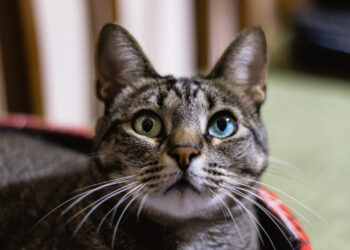 Gato com 2 olhos diferentes: entenda por que isso acontece