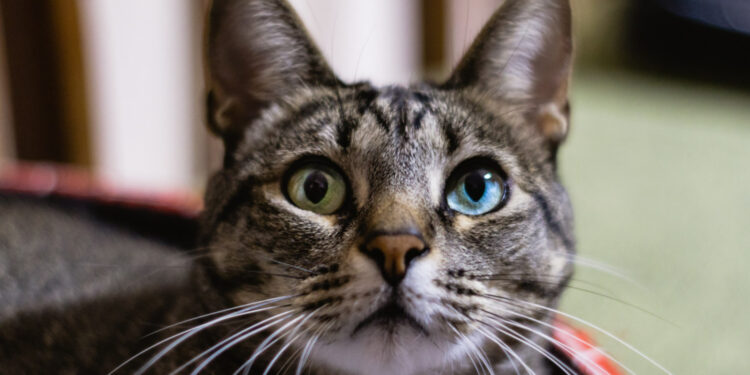 Gato com 2 olhos diferentes: entenda por que isso acontece