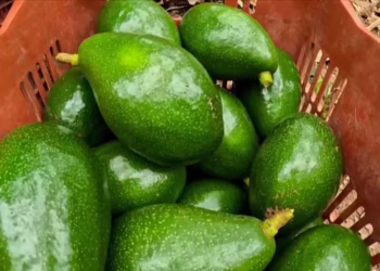 Cidade produz 85 mil toneladas de abacate por ano e poucos sabem disso