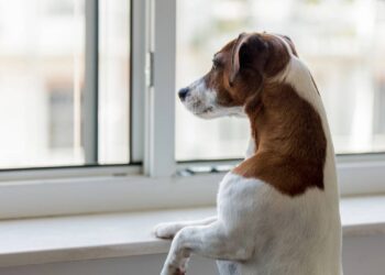 Deixar animais sozinhos em casa causa multa e punição séria nesta cidade