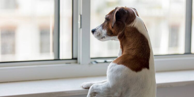 Deixar animais sozinhos em casa causa multa e punição séria nesta cidade