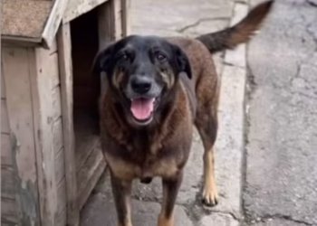Familiares dos adolescentes que espancaram Cão Orelha podem ser presos?