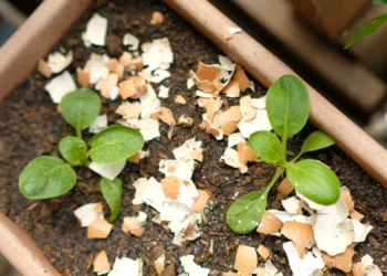 É verdade que colocar casca de ovo nas plantas ajuda na adubação?