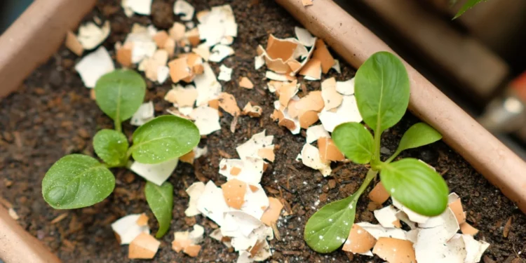 É verdade que colocar casca de ovo nas plantas ajuda na adubação?