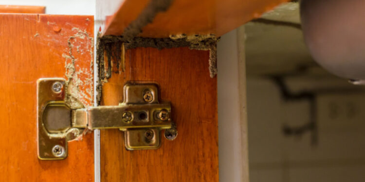 O que significa quando aparecem cupins nos seus móveis?