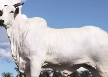 Vaca mais cara do Brasil custa R$ 54 milhões e fica no interior de Minas Gerais