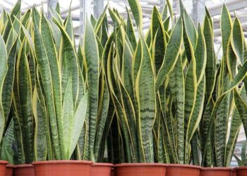 Planta imortal continua verde mesmo se você der pouca atenção no dia a dia