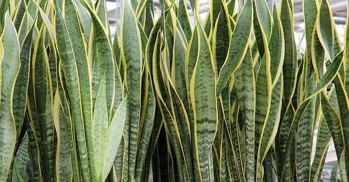 Planta imortal continua verde mesmo se você der pouca atenção no dia a dia