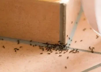 Produto para os pés espanta formigas e mantém elas longe da sua casa
