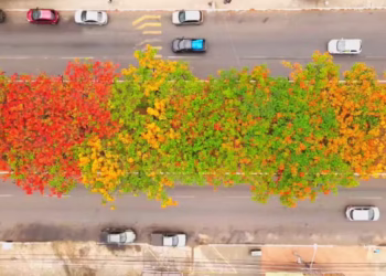 Capital brasileira deu fuga no calorão construindo centenas de árvores