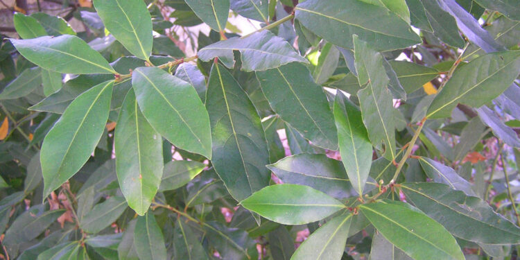 Plantas ajudam a dar fim nas baratas durante o verão