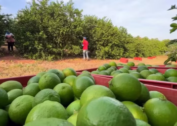 Maior produtora de limão do Brasil colhe 900 toneladas de frutas por ano
