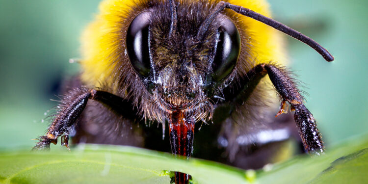 Maior abelha do Brasil tem abdômen largo e mede 3 centímetros de comprimento
