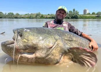 Pescador capturou maior peixe do mundo com quase 3 metros e aparência de baleia