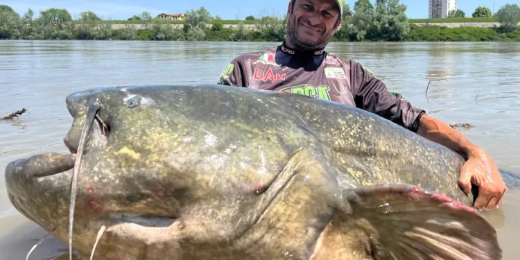 Pescador capturou maior peixe do mundo com quase 3 metros e aparência de baleia
