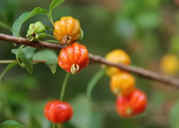 Árvore com frutos de pequeno porte são ideais para casas com pouco espaço