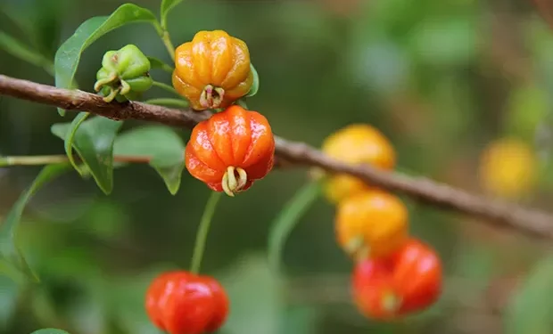 Árvore com frutos de pequeno porte são ideais para casas com pouco espaço