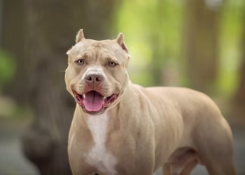 Pitbull