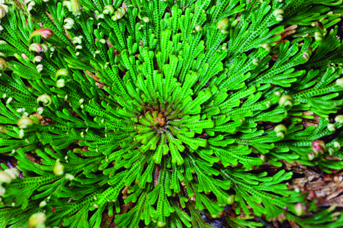 Planta zumbi volta à vida após as secas e desafia a ciência