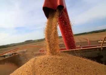 Município com menos de 15 mil habitantes colhe cerca de 250 mil toneladas de soja por ano