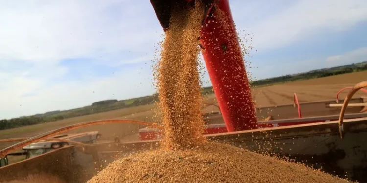 Município com menos de 15 mil habitantes colhe cerca de 250 mil toneladas de soja por ano
