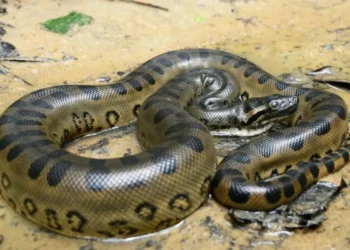 Maior cobra do mundo tem 250kg e deixa cientistas assustados