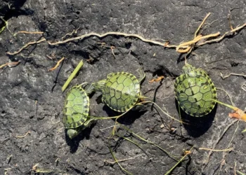 Quase 200 tartarugas foram resgatadas e devolvidas à natureza em cidade do interior gaúcho
