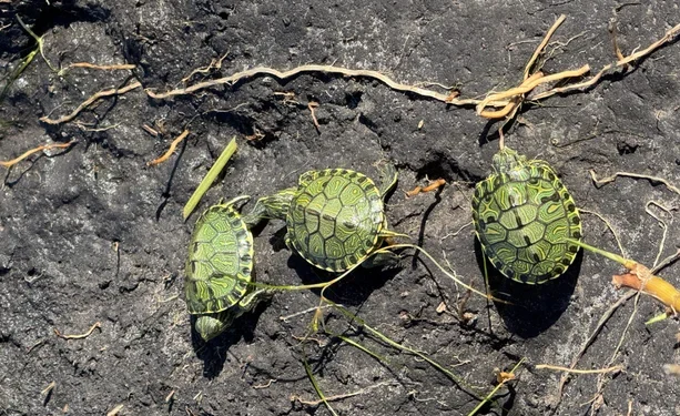 Quase 200 tartarugas foram resgatadas e devolvidas à natureza em cidade do interior gaúcho