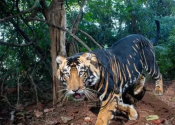 Tigre raro que raramente aparece foi flagrado na floresta tentando subir em árvore