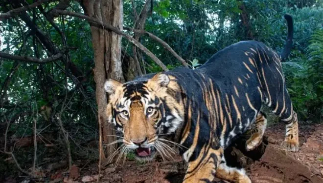 Tigre raro que raramente aparece foi flagrado na floresta tentando subir em árvore