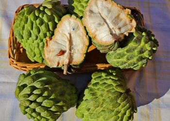 Fruta muito gostosa cresce em quintais ensolarados e dá energia para quem come