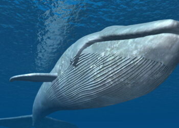 Maior animal marinho da Terra faz elefante parecer uma formiga
