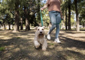 Lei proíbe passear com cachorros nas ruas e para ter um você precisa pedir autorização ao governo neste país