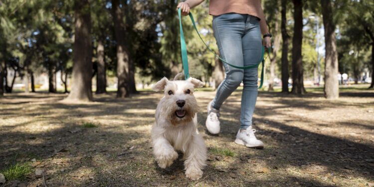 Lei proíbe passear com cachorros nas ruas e para ter um você precisa pedir autorização ao governo neste país