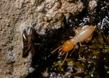 Dica secreta para se livrar dos cupins afasta pragas no verão