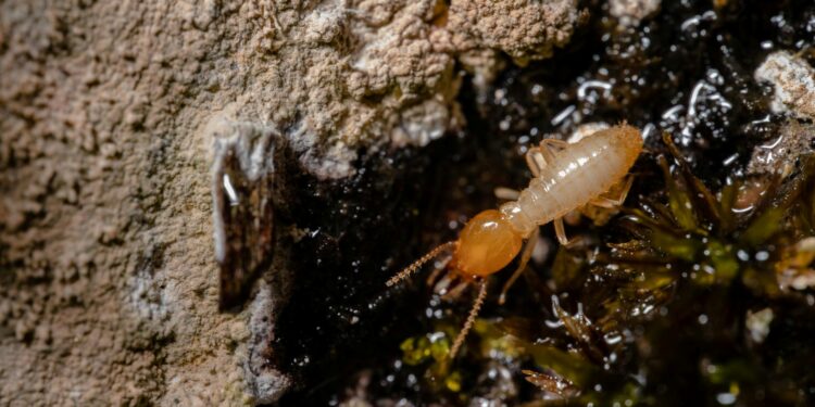 Dica secreta para se livrar dos cupins afasta pragas no verão