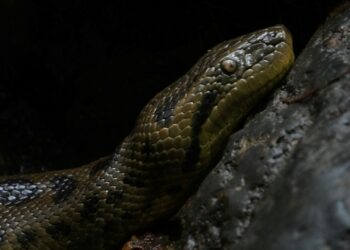 Maior cobra do Brasil usa estratégia diferenciada para caçar as presas