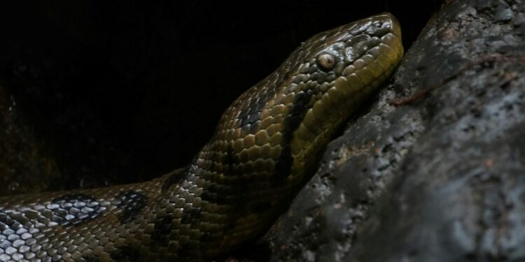 Maior cobra do Brasil usa estratégia diferenciada para caçar as presas