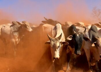 Milionário brasileiro tem 240 mil cabeças de gado e se tornou o maior do ramo