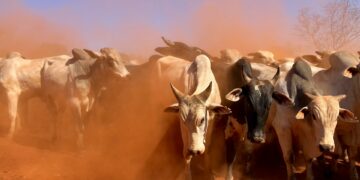 Milionário brasileiro tem 240 mil cabeças de gado e se tornou o maior do ramo