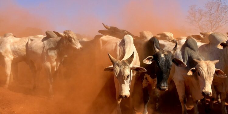 Milionário brasileiro tem 240 mil cabeças de gado e se tornou o maior do ramo