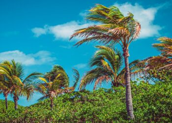 Náufrago da vida real largou a modernidade e foi viver em uma floresta por 25 anos