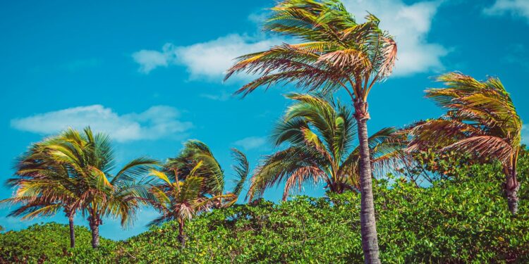 Náufrago da vida real largou a modernidade e foi viver em uma floresta por 25 anos