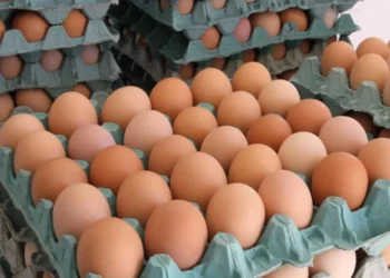 Capital do ovo no Brasil produz mais de 130 unidades por segundo e fatura milhões por ano