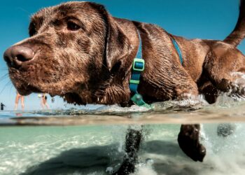 Praias do Brasil estabelecem regras para levar cachorros