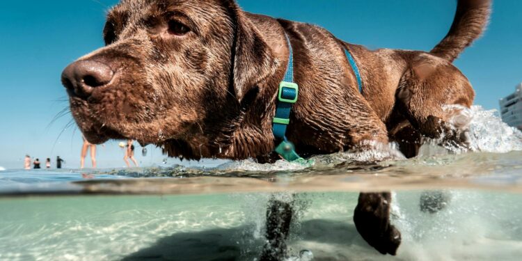 Praias do Brasil estabelecem regras para levar cachorros