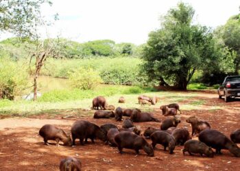 Histórico ponto turístico do Brasil foi dominado por capivaras e elas andam soltas e interagem com os habitantes