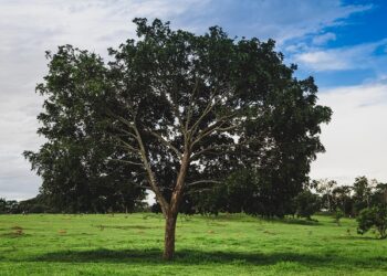 Árvore com sombra gostosa traz lazer diário e até lanche natural para crianças