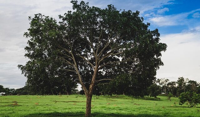 Árvore com sombra gostosa traz lazer diário e até lanche natural para crianças